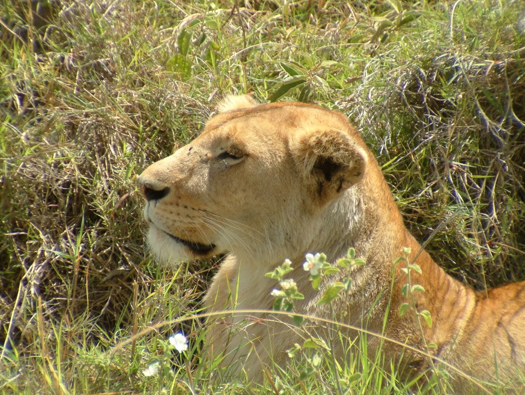 07-Resting lioness.jpg - Resting lioness